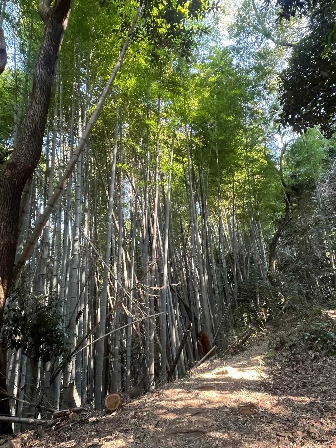 木漏れ日も気持ち良い😊