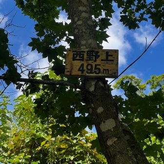 到着⛰次の西野380峰の標識は撮り忘れ💦