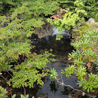 さっきの鎌沼から流れてる小川ですね