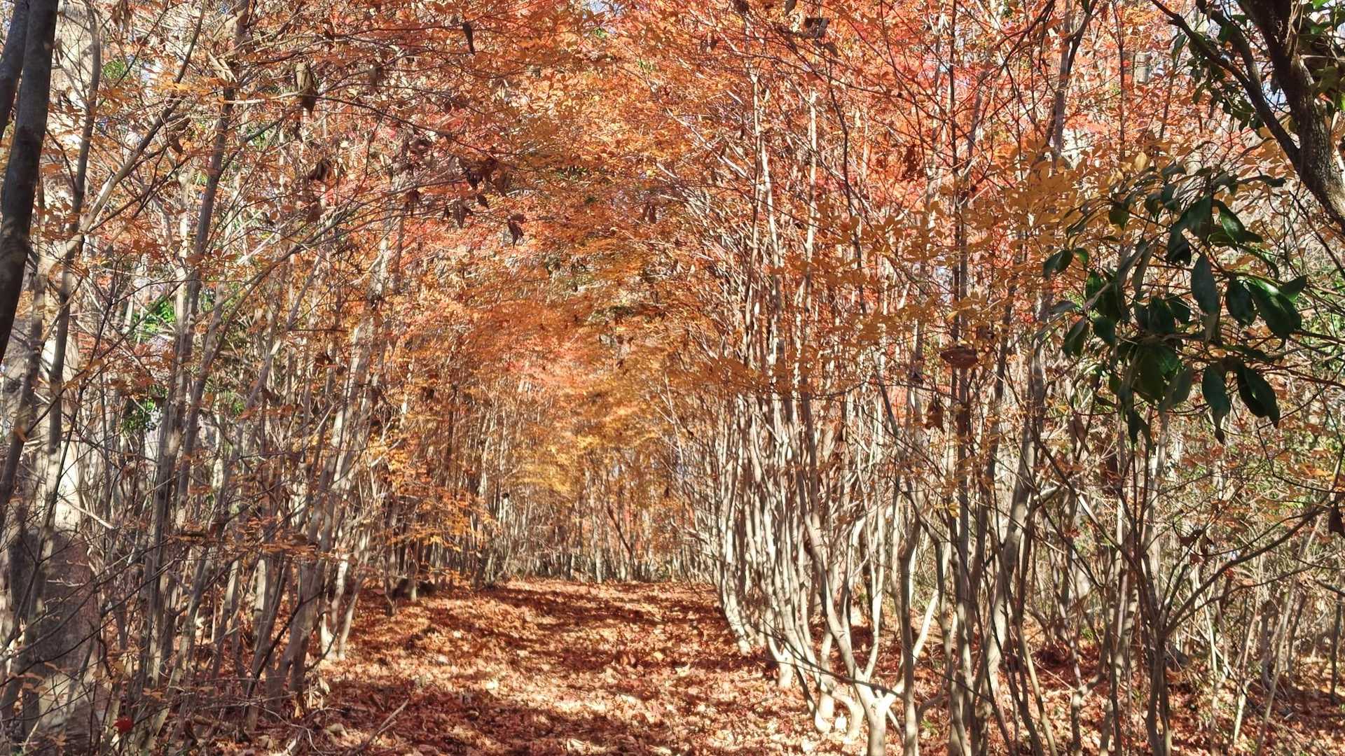 鉾取山登口-鉾取山 往復コースの写真