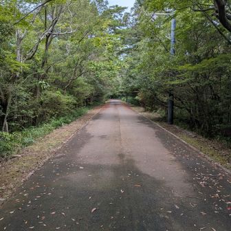 遊歩道にも誰もいない。人類は衰退しました。