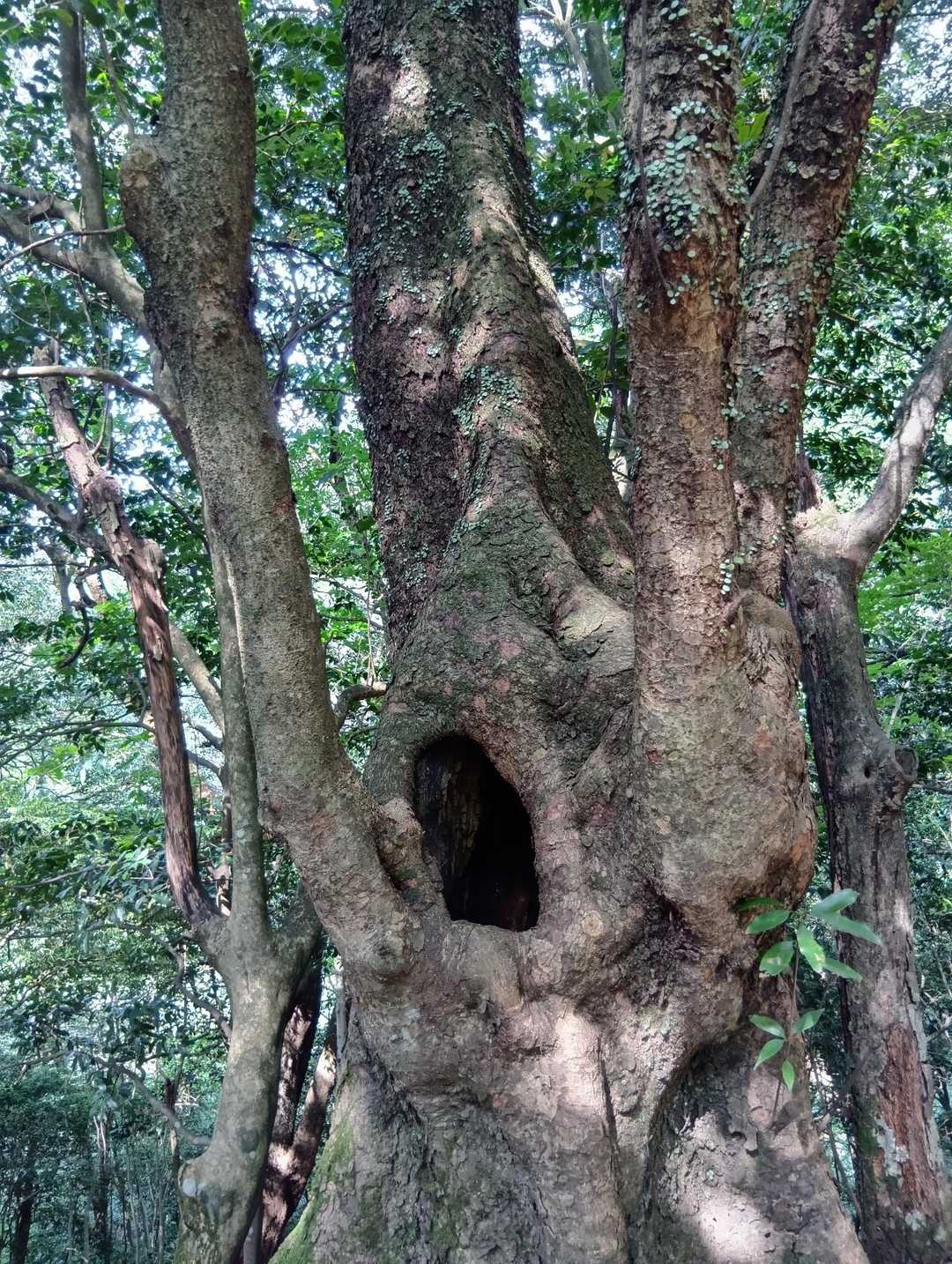 叫びの木を通って下山します