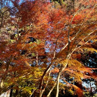これだけまだ残ってた🍁