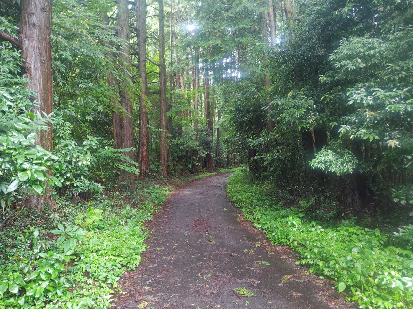 歩き出しでは降ってなかった