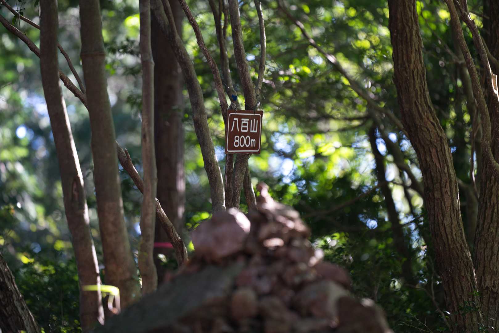 八百山を通過🐾