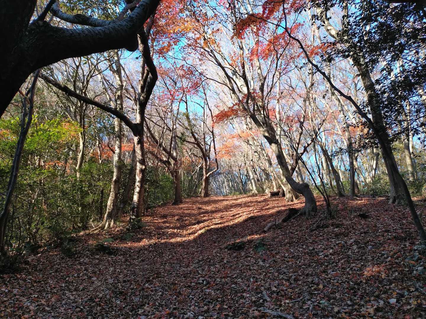 ピストンのレポだとここの写真撮る理由に納得🍁
