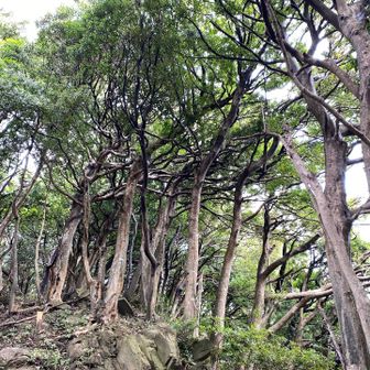 樹形がカッコいい！