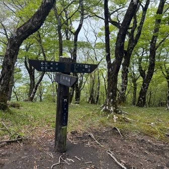 静岡の百山に選定されている三国山。神奈川、静岡、山梨の三県境になります。展望無し。
