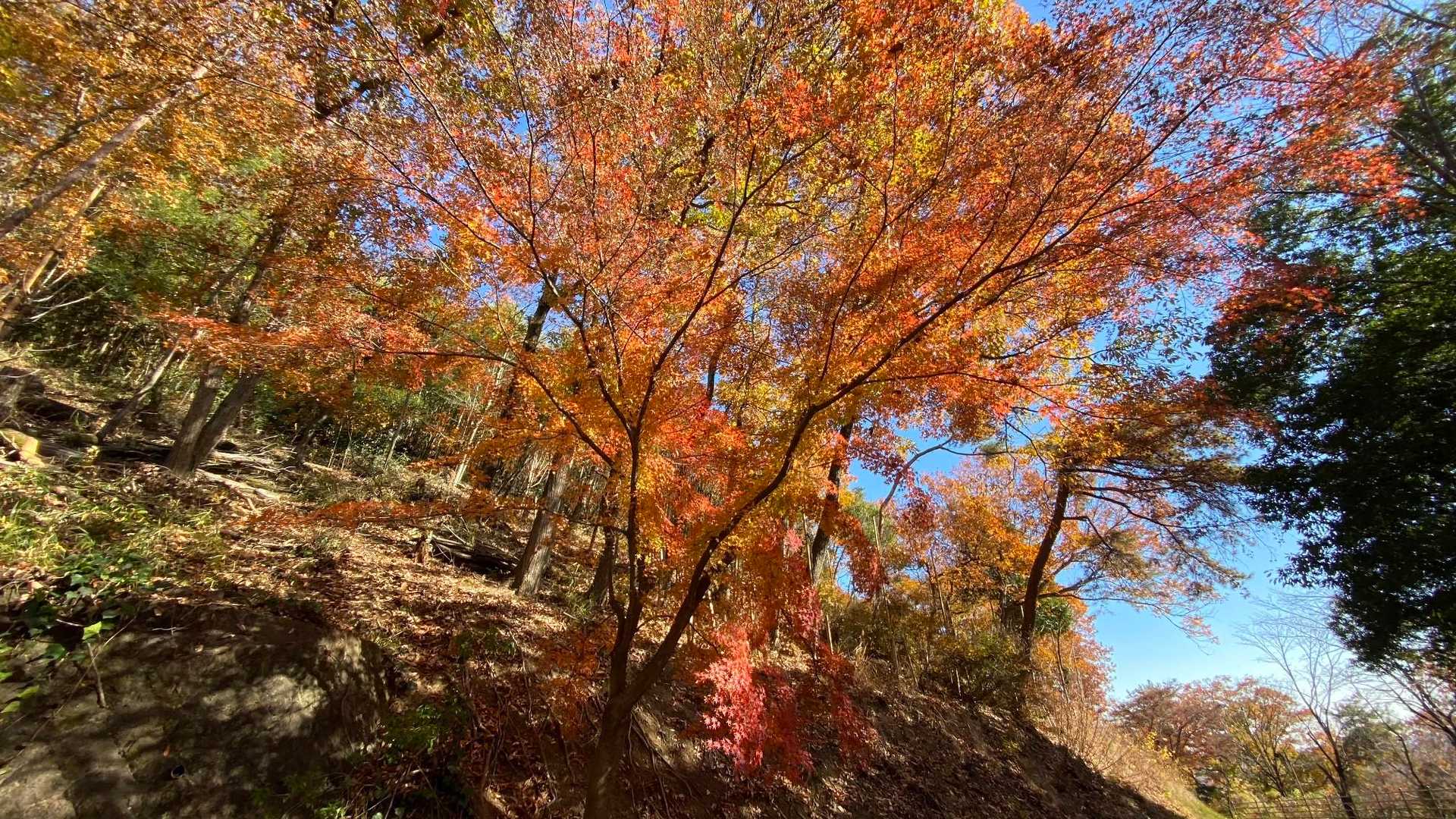みかも山公園南口登山口-山頂中継広場-三毳神社-中岳 往復コースの写真