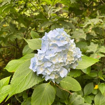 紫陽花🌸好きなお花です☺️