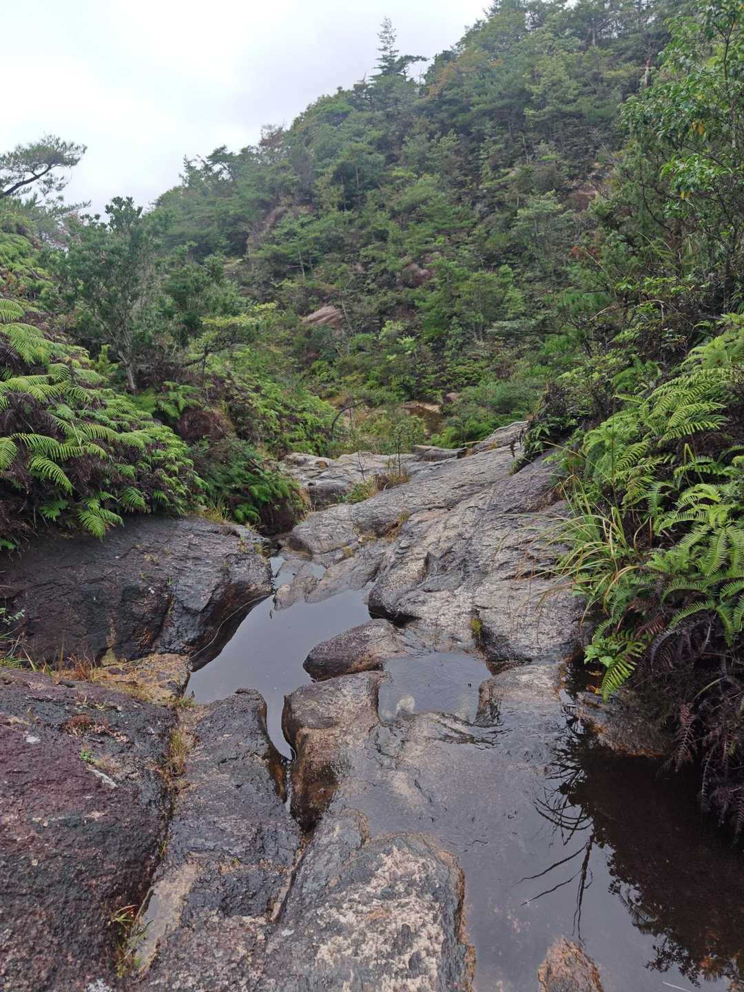 上桐生登山口-鶏冠山 往復コースの写真