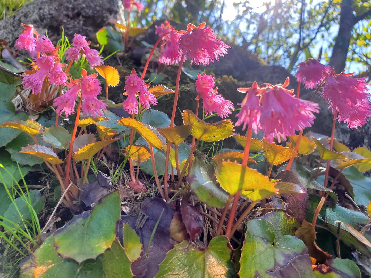 イワカガミ🌸群生😃