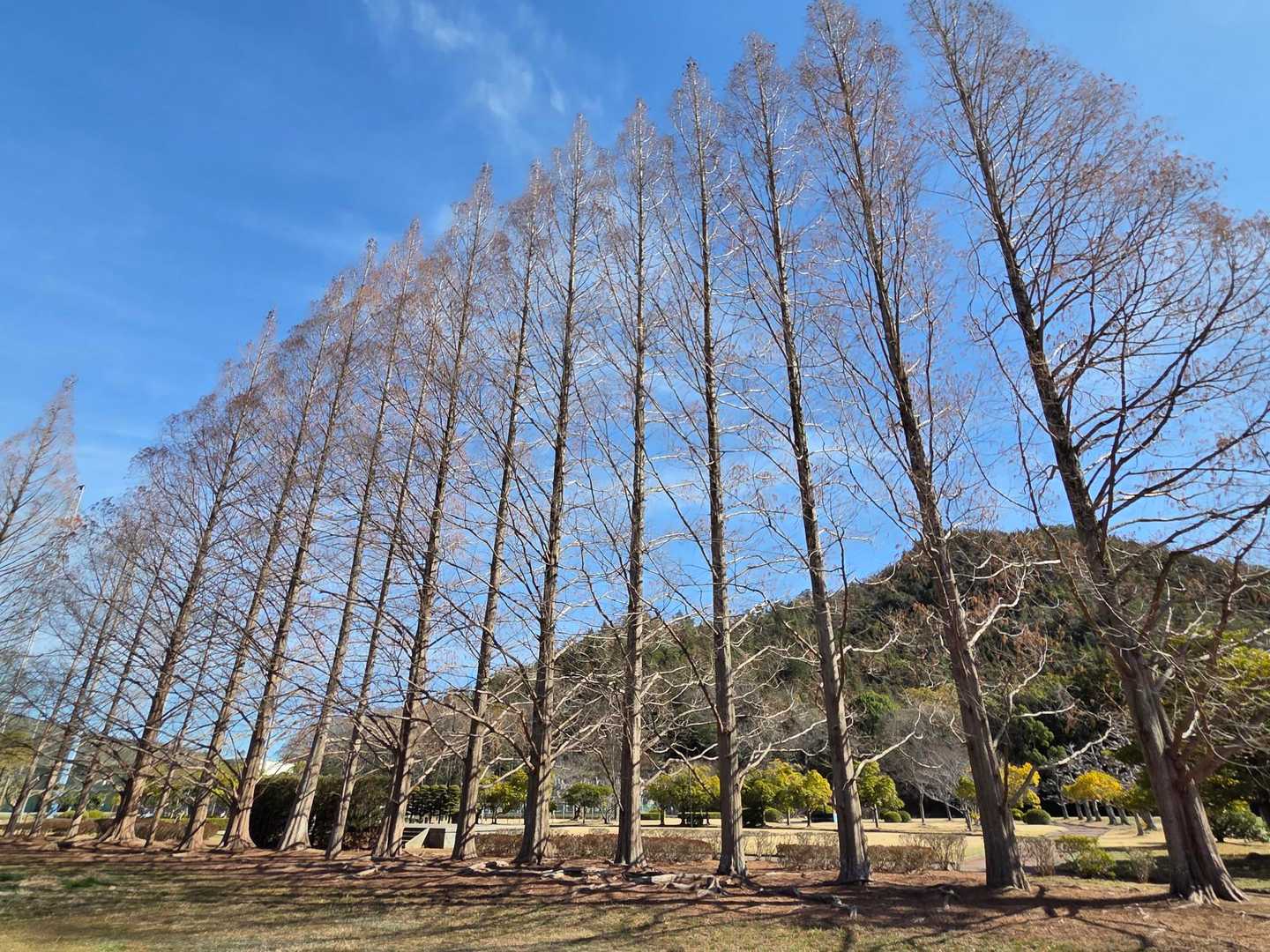 無事に小鳥の森のメタセコイアまで帰って来ました🙌おつかれ山でした。
ミモザ🌼は14日(土)の時点で2分咲き位かなぁー
まだまだこれから楽しめると思います🎶

予約していたフォレスタ早島ふれあいの森キャンプ場へ移動します(^^)