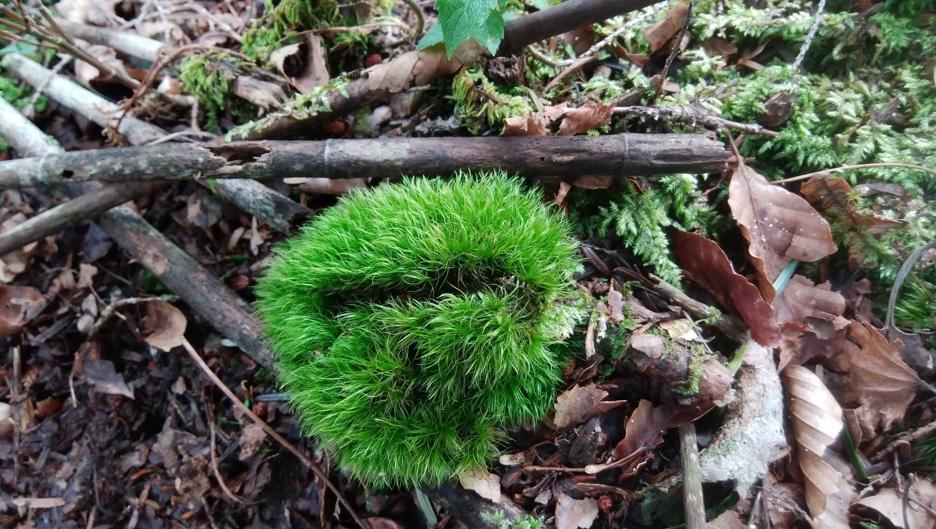 気になる苔🌱😍