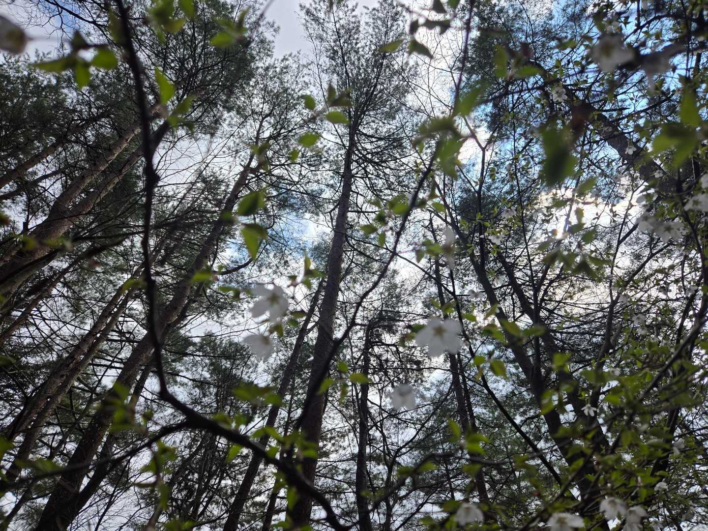 写真が難しくて…桜が分かる？