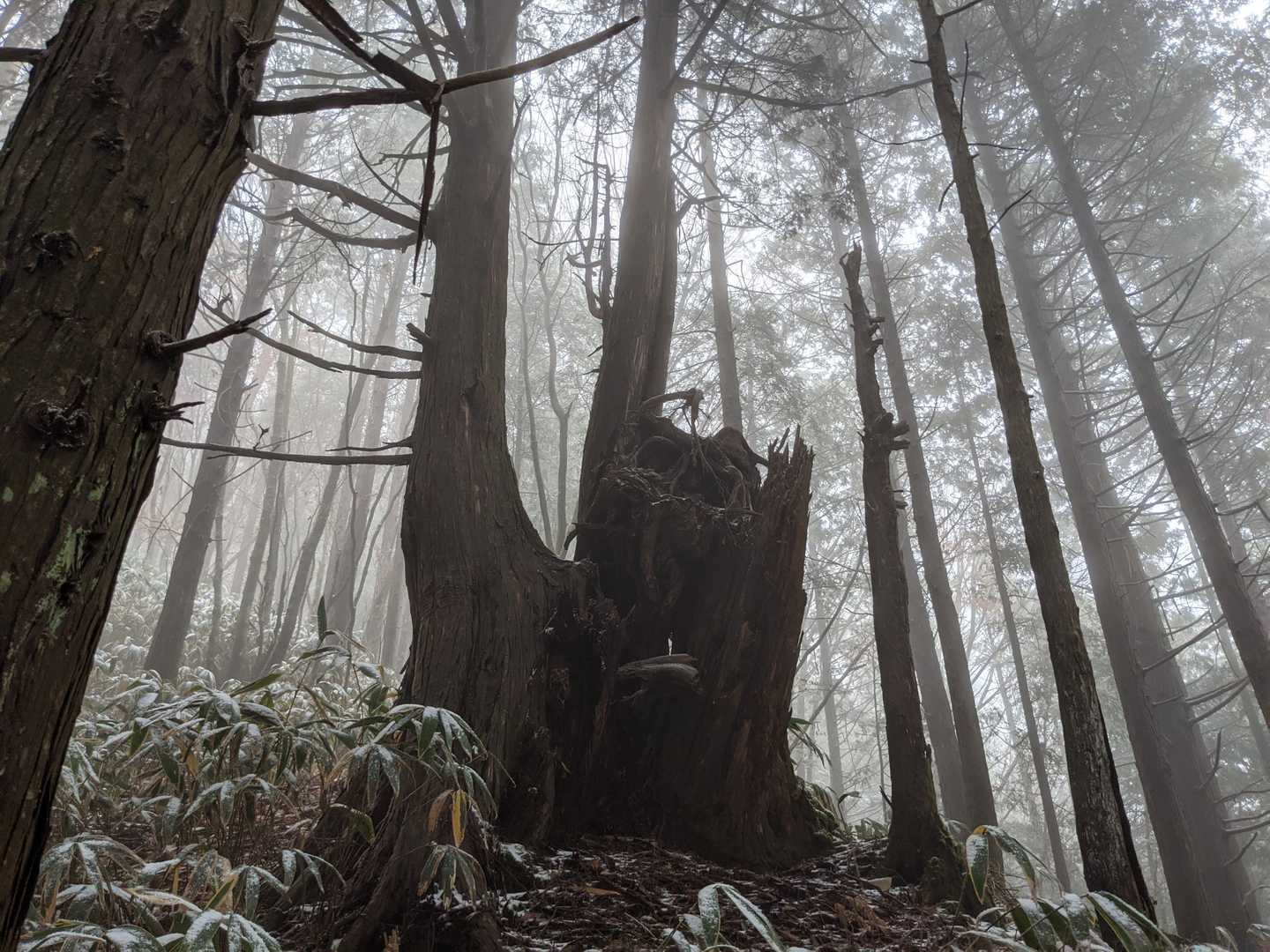 大きな木🌲