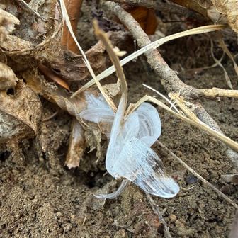 透けた感じが良いね