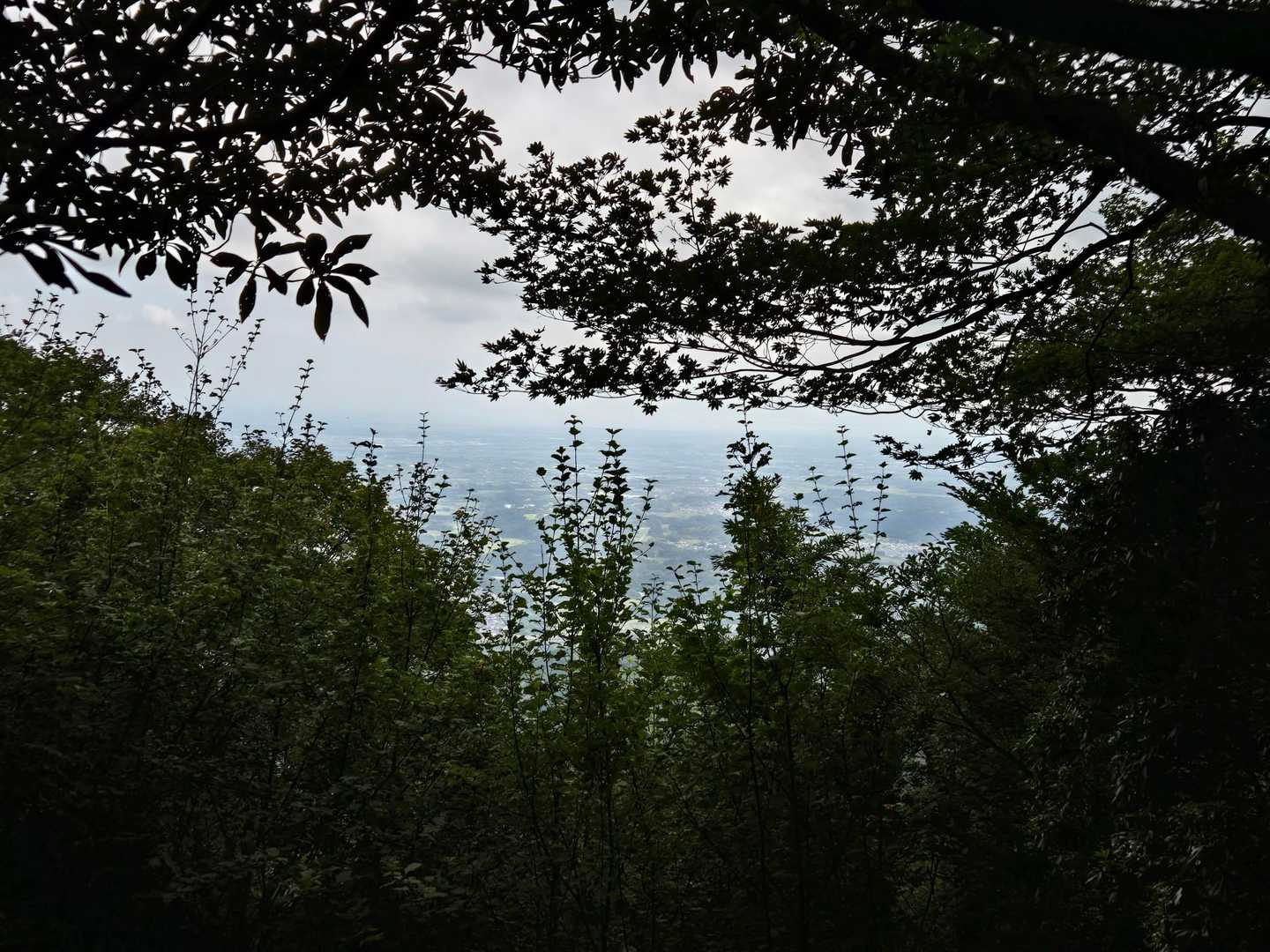 木々の隙間の景色