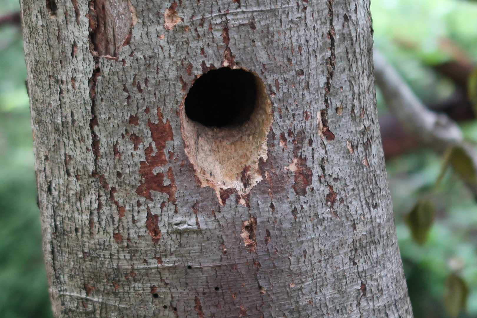 この穴の中で鳥のひなが鳴いていました。