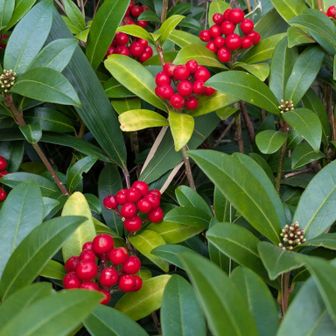 ミヤマシキミに元気
をもらい山頂を目指します