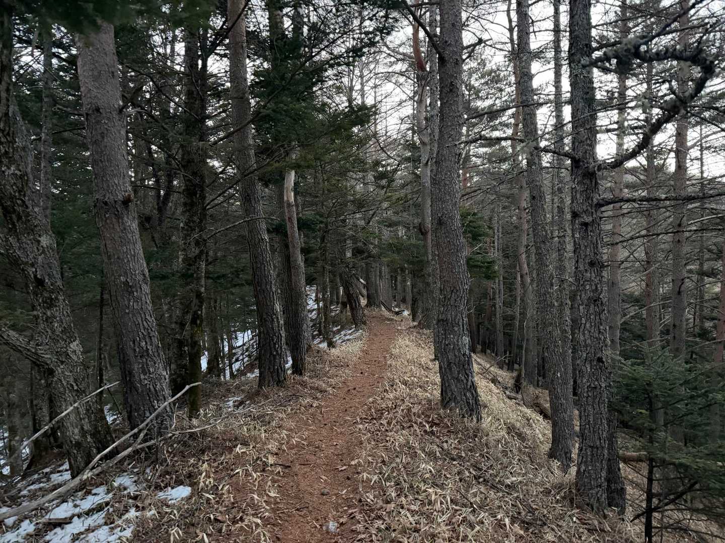 暫くロードを歩いてから登山道に入りましたが…奥高尾のような雰囲気ですな🤔