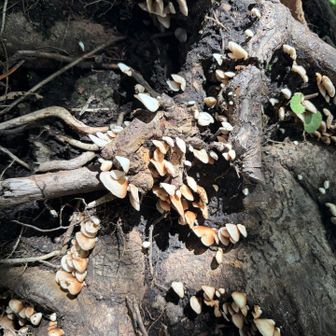 チャヒラタケの群🍄‍🟫