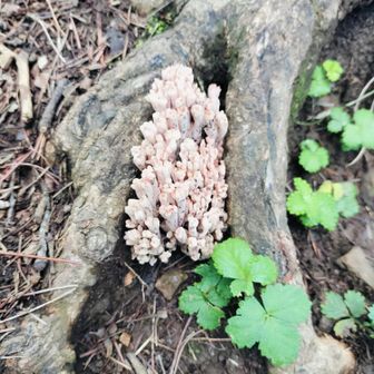 いろんな🍄