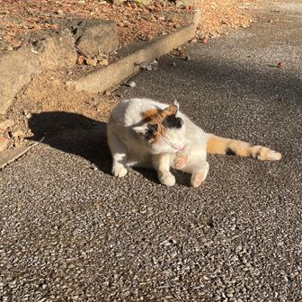さて、浮ついた気持ち。略して浮気な心で迎えた第1猫のミケちゃん