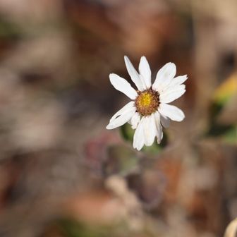 名残りの野路菊かな。