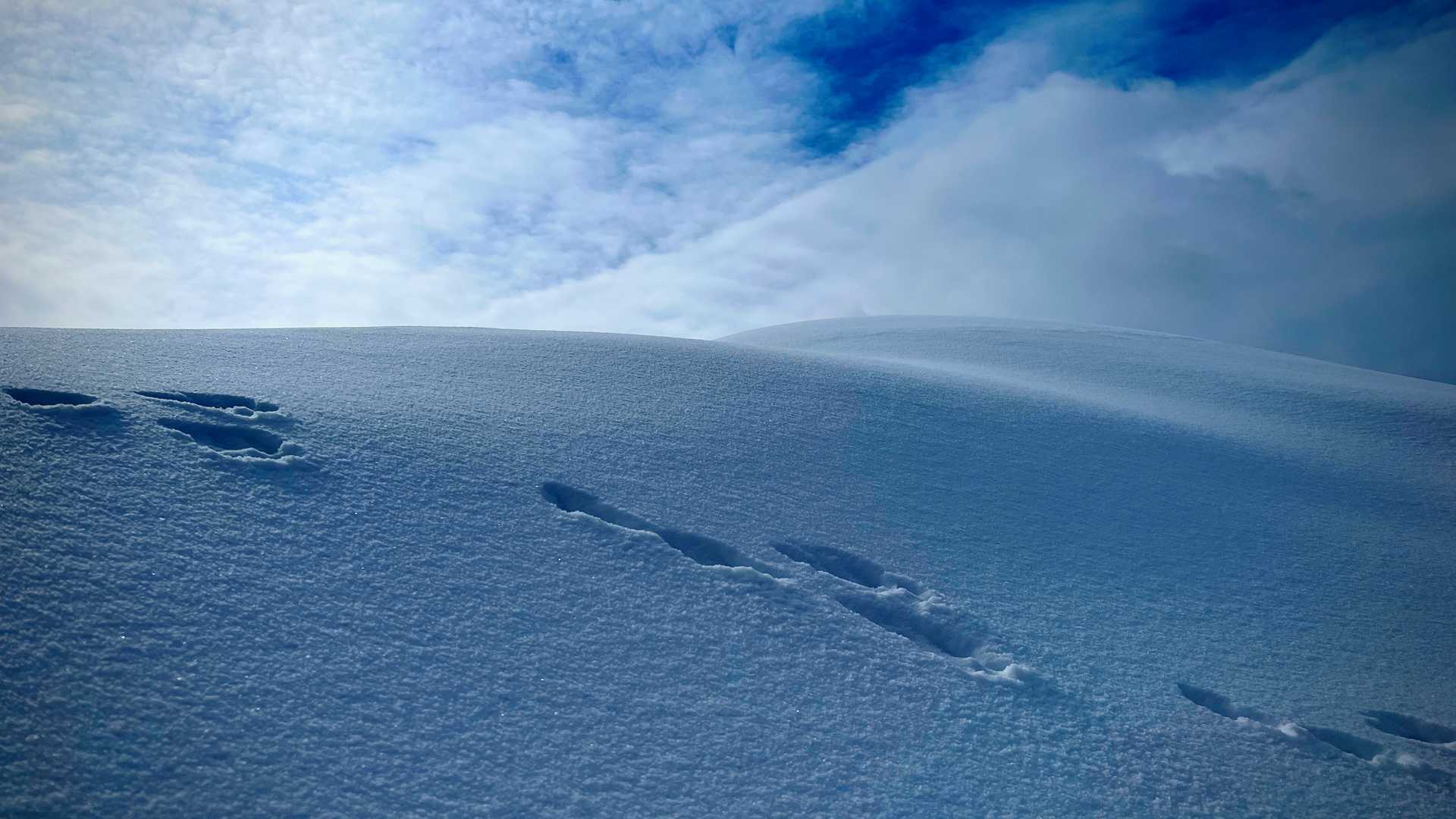 モンスターか！？風越山山頂（806メートル）付近。綺麗な雪肌の足跡が妙にかわいらしく映ったので一枚。