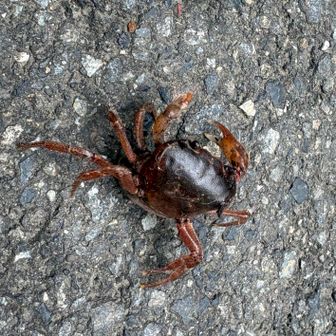 踏まれないようにね🦀