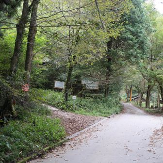 ここで左の道へ。いろはの森コースで山頂目指します！