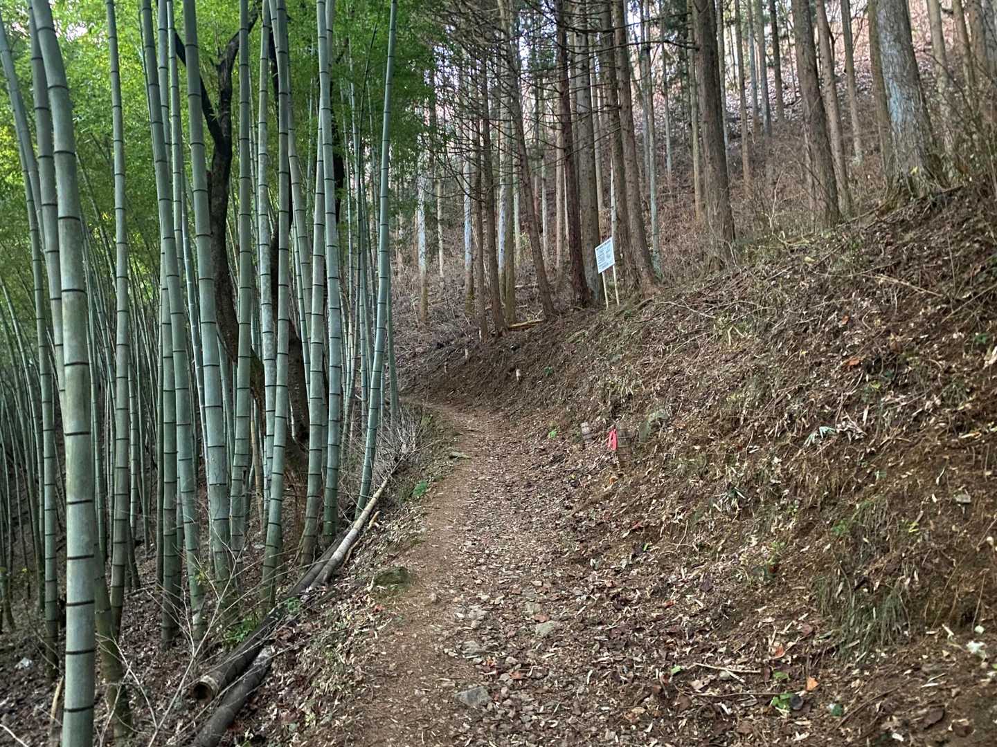 手入れが行き届いてる竹林の脇を登って行きます