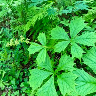 ヤグルマソウ 花の名残り
