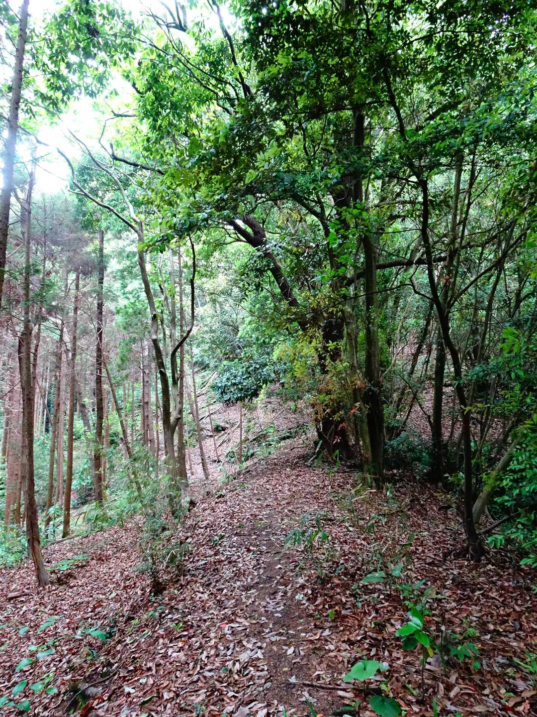 ほぉ〜、気持ちイイ自然林のお山なんだニィ😺🌳💕💨💨💨