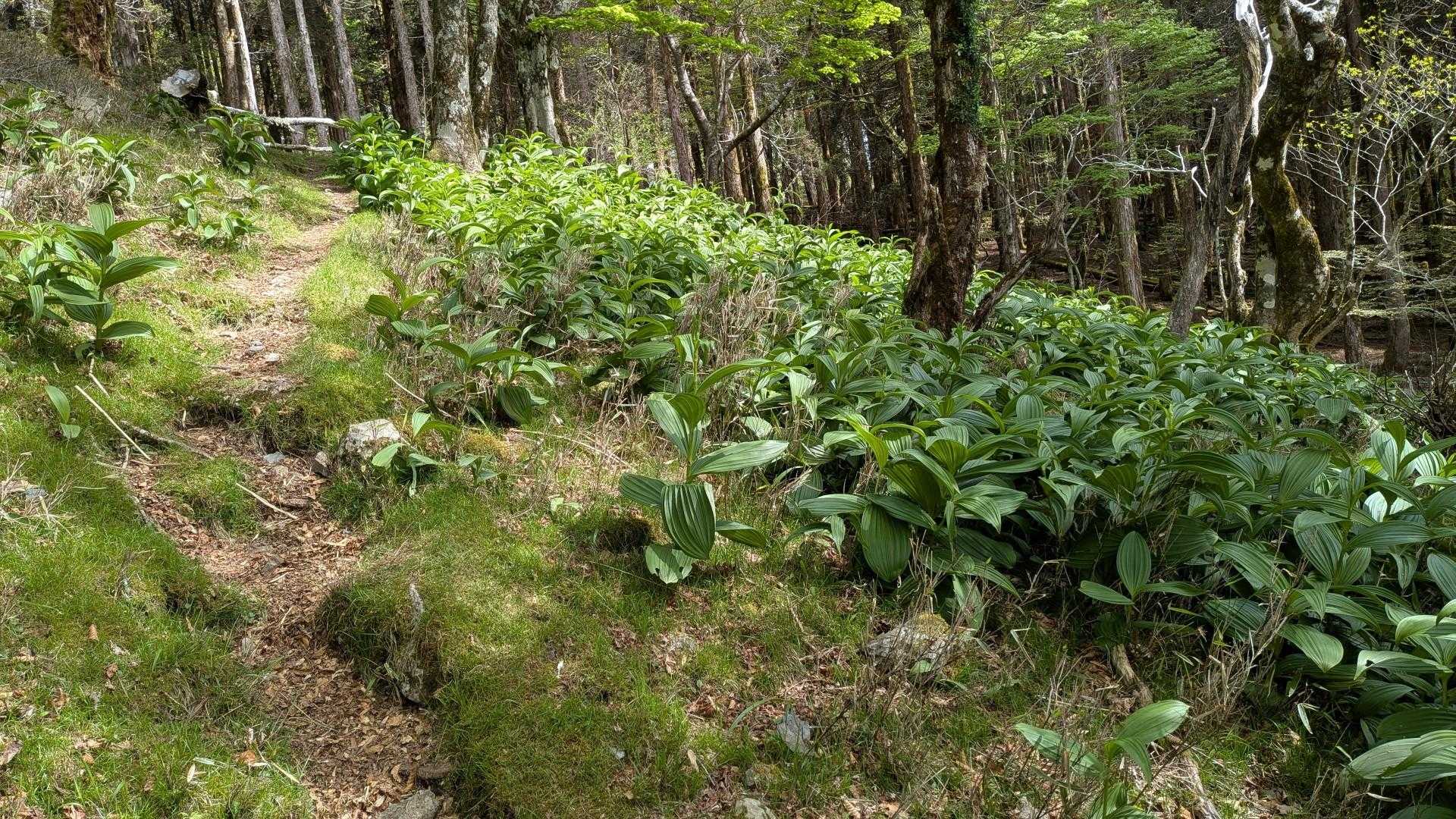 バイケイソウが増えたなぁ