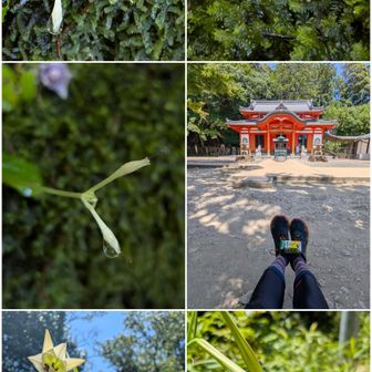 ツインズイワタバコ。種が出来て増えるかなぁ？

中山寺奥之院一式。