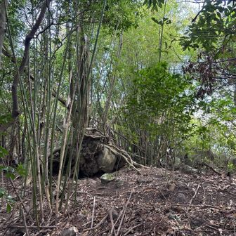 荒れているが斜面じゃないだけマシだ