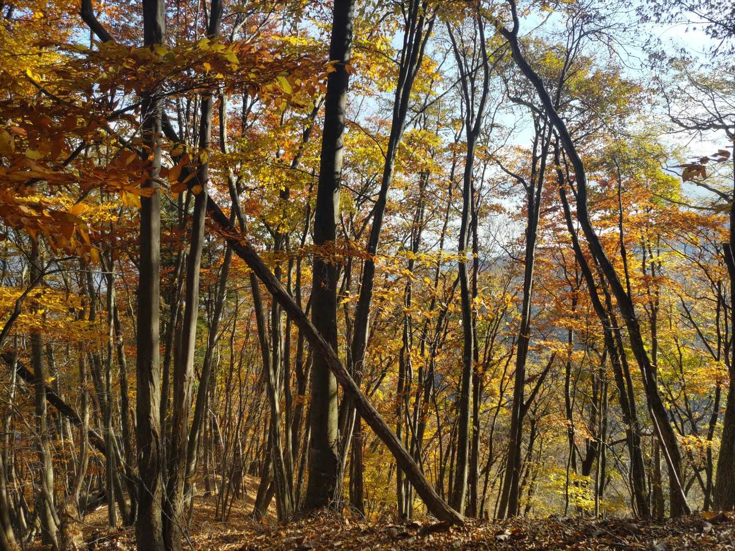 光に照らされる紅葉が素晴らしい