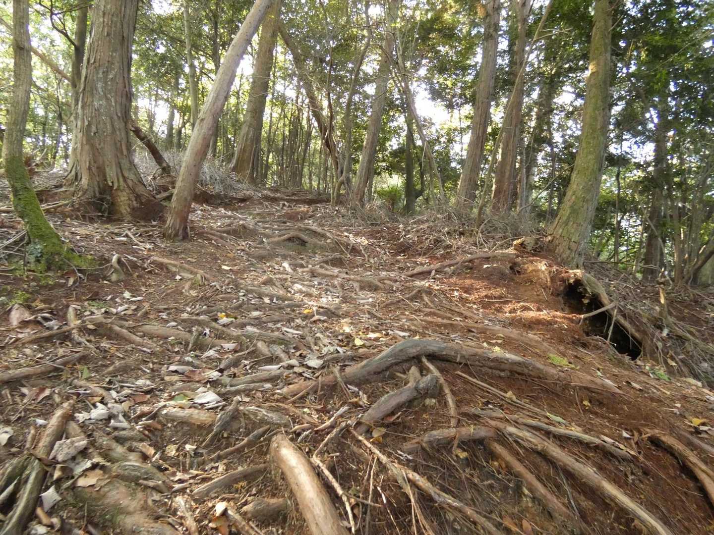 根っこの道