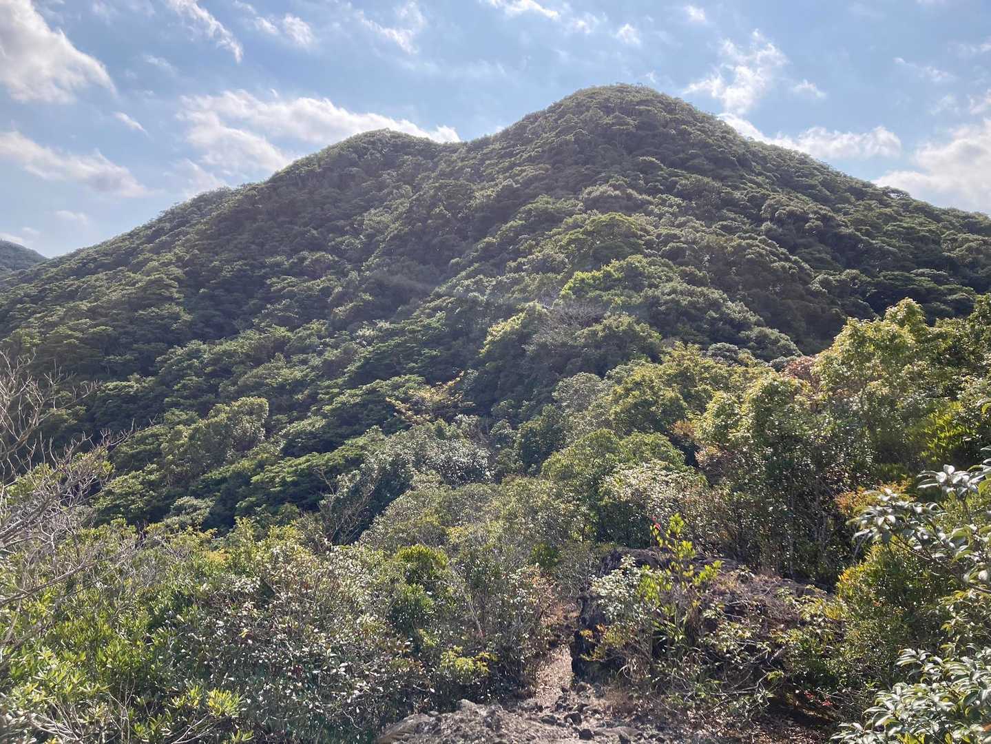 ここから樹林帯