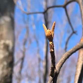 オオカメノキの冬芽