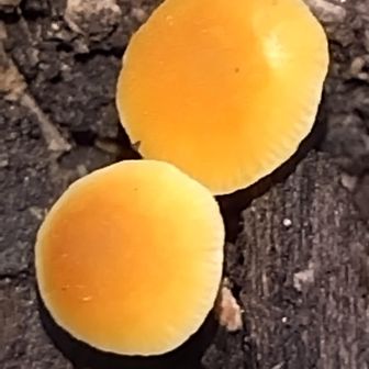 真っ黄色のキノコ🍄

西側から猪群山や豊後高田の市街地が見えるとの事でしたが草木が伸び眺望はありませんでした

さぁ～また🦖ギドラのいる
二本松超えに下山して
ハジカミ山を目指します
百名山の本には踏み跡をシッカリ確認しながらと書いてありますが😂踏み跡がございません😭YAMAPの軌道をシッカリチェックしないと遭難します😂😂

すみません　🐣🐤🐥
ビギナーのコメントです
遭難は大げさです😂😂
