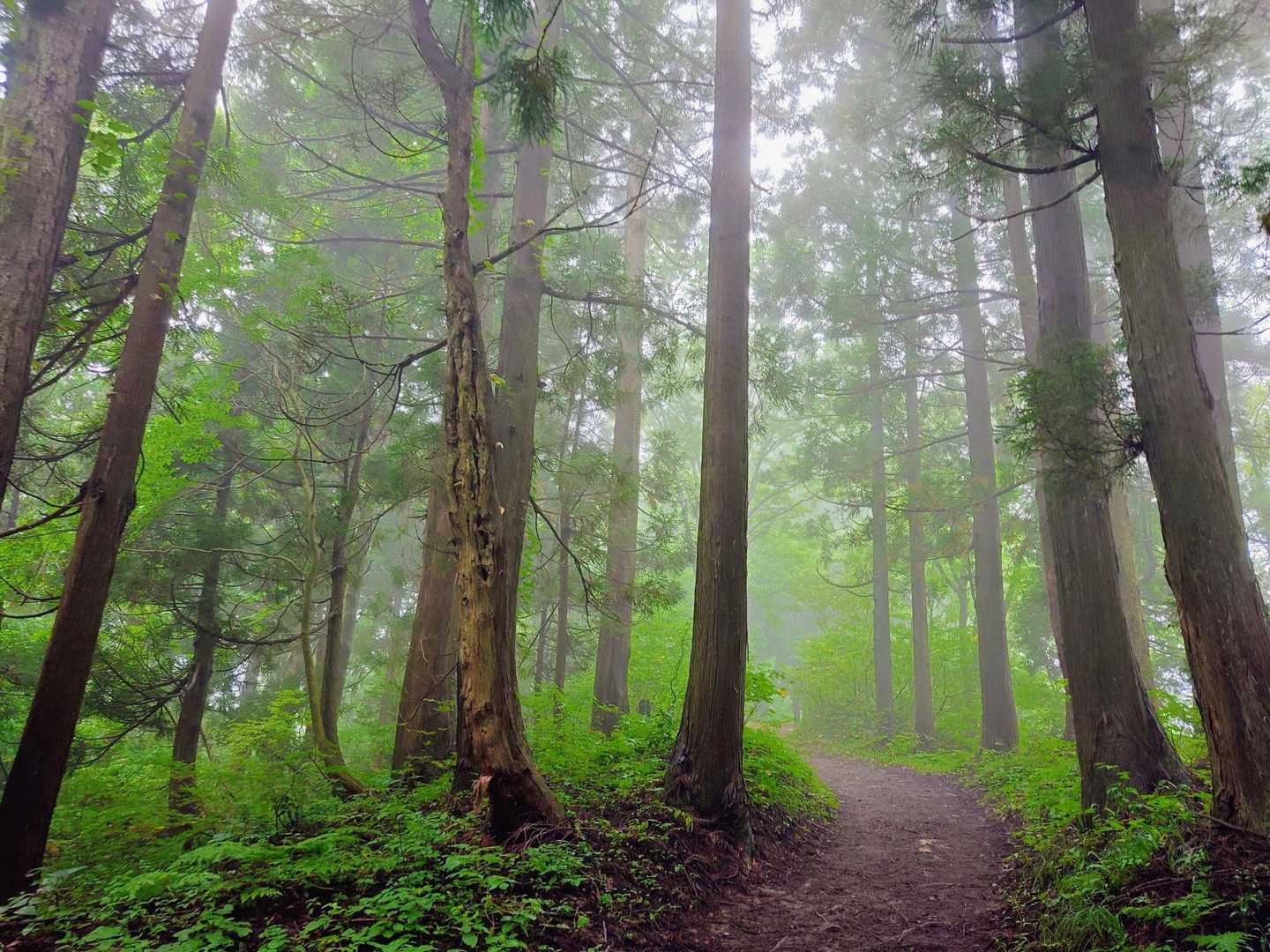 幻想的な杉林