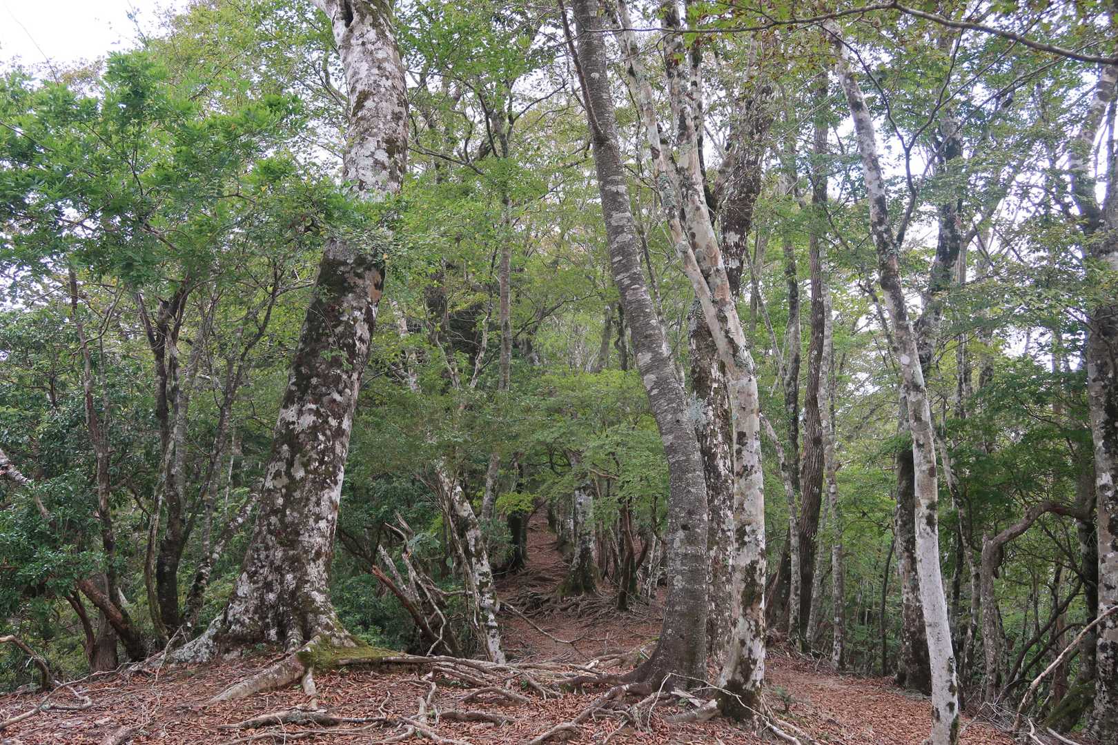 ブナの原生林好き