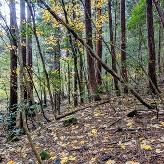 💛💚🤎無事下山
”弱気退散“少しだけできました😂
また👹退治に来ます🕶️
ありがとうございました😊
そして、三床山へGO😎