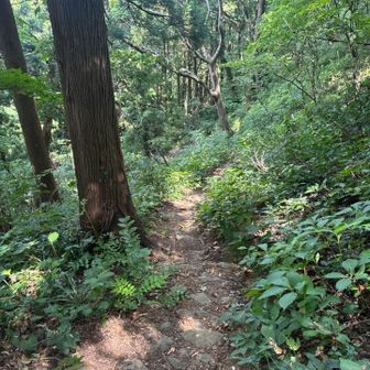 初めて通る
石段になっていて、よく整備されている