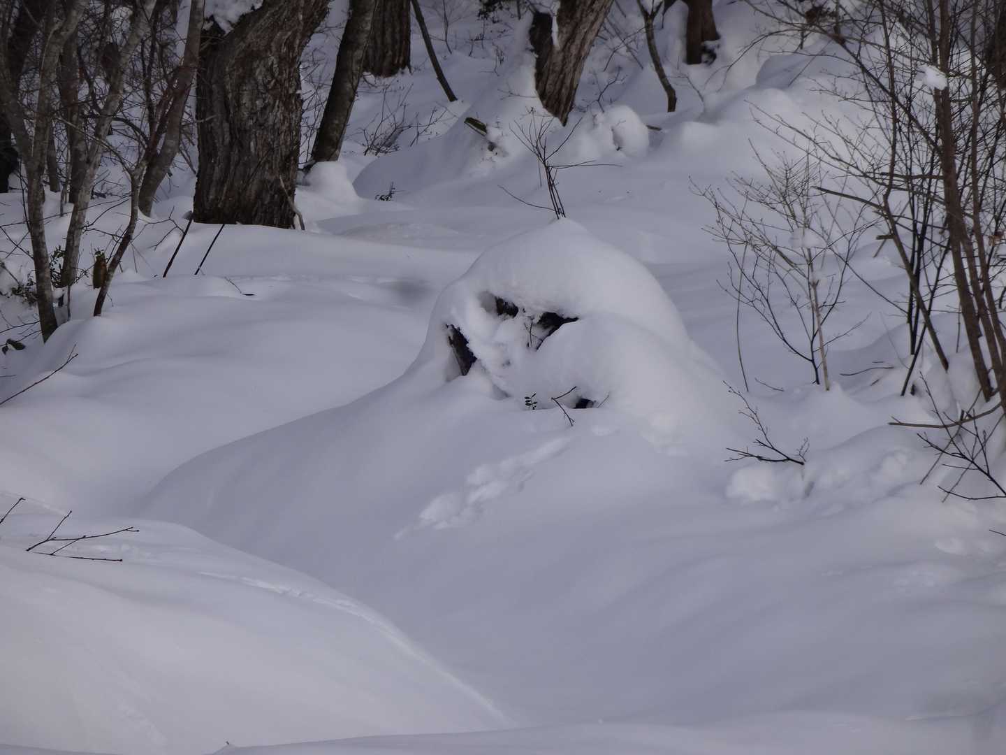 龍頭山登山口-龍頭山 往復コースの写真