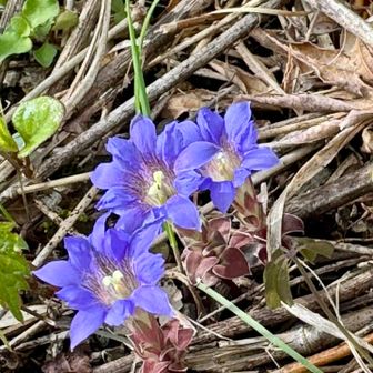 ここにもリンドウ💕