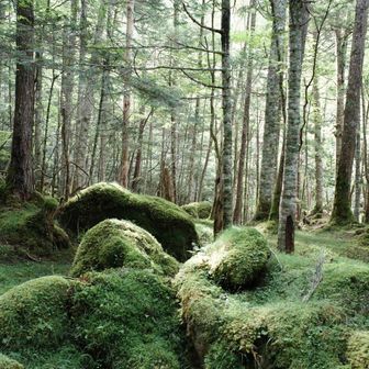 八ヶ岳の苔